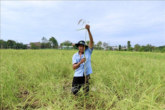 Ông Nguyễn Văn Tâm (ấp Mỹ Lợi, xã Mỹ An, huyện Chợ Mới, tỉnh An Giang) với cây lúa mùa nổi cao hơn 2m chuẩn bị thu hoạch. Ảnh: Thanh Sang-TTXVN